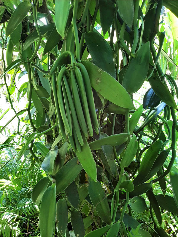 vanilla-bean-green