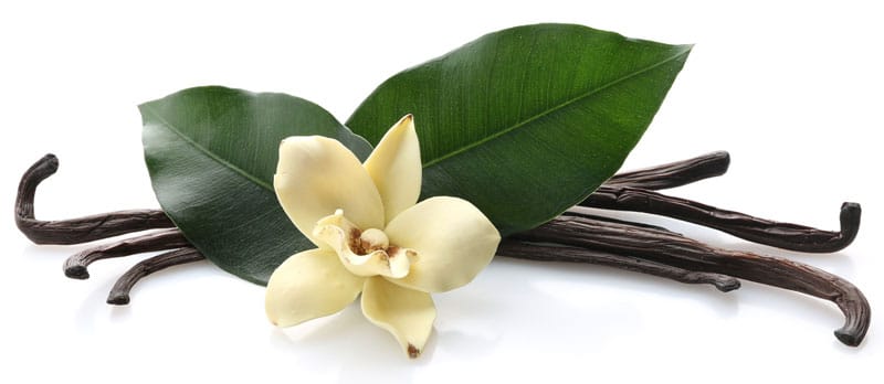 vanilla-flower-bean-leaf-pod