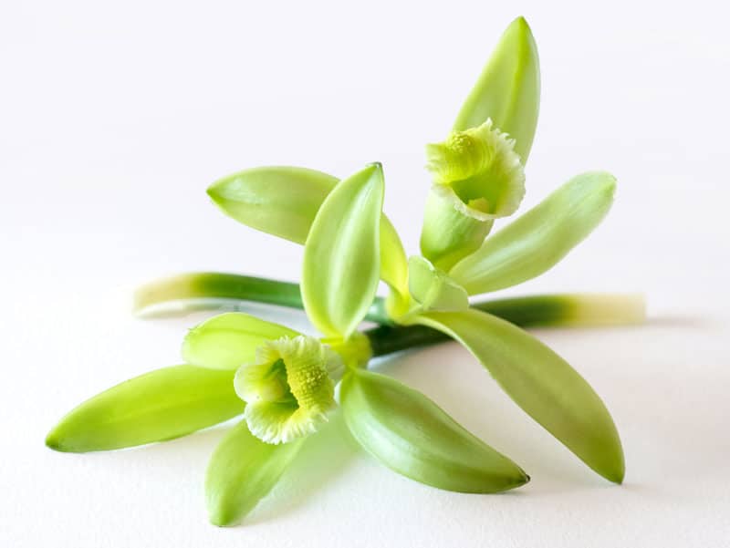 vanilla-flower-green