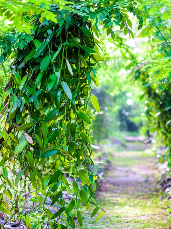 vanilla-vines-rows
